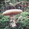 Toadstool - Single