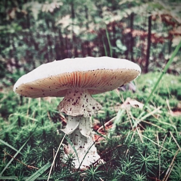 Toadstool - Single