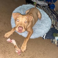 BITE! - Single - TL3 JIGGA