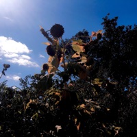 Calm down - Single - butifulmonster