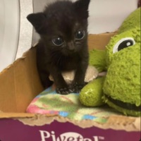 HeadLockkk (feat. o2Kai) - Single - RipOmari