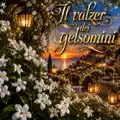Il Valzer dei Gelsomini