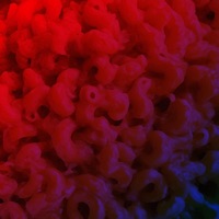 Macaroni PT.II - Single - Solunex