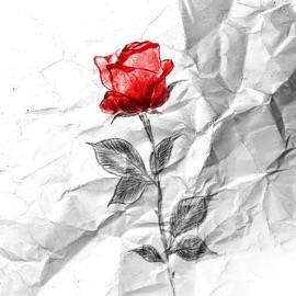 Цветы ночная профилактика