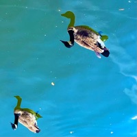 Flip The Bird - Single - Fidel