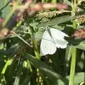 Vlinders