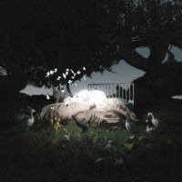 Ekim Düşü - Single - Dilan Balkay