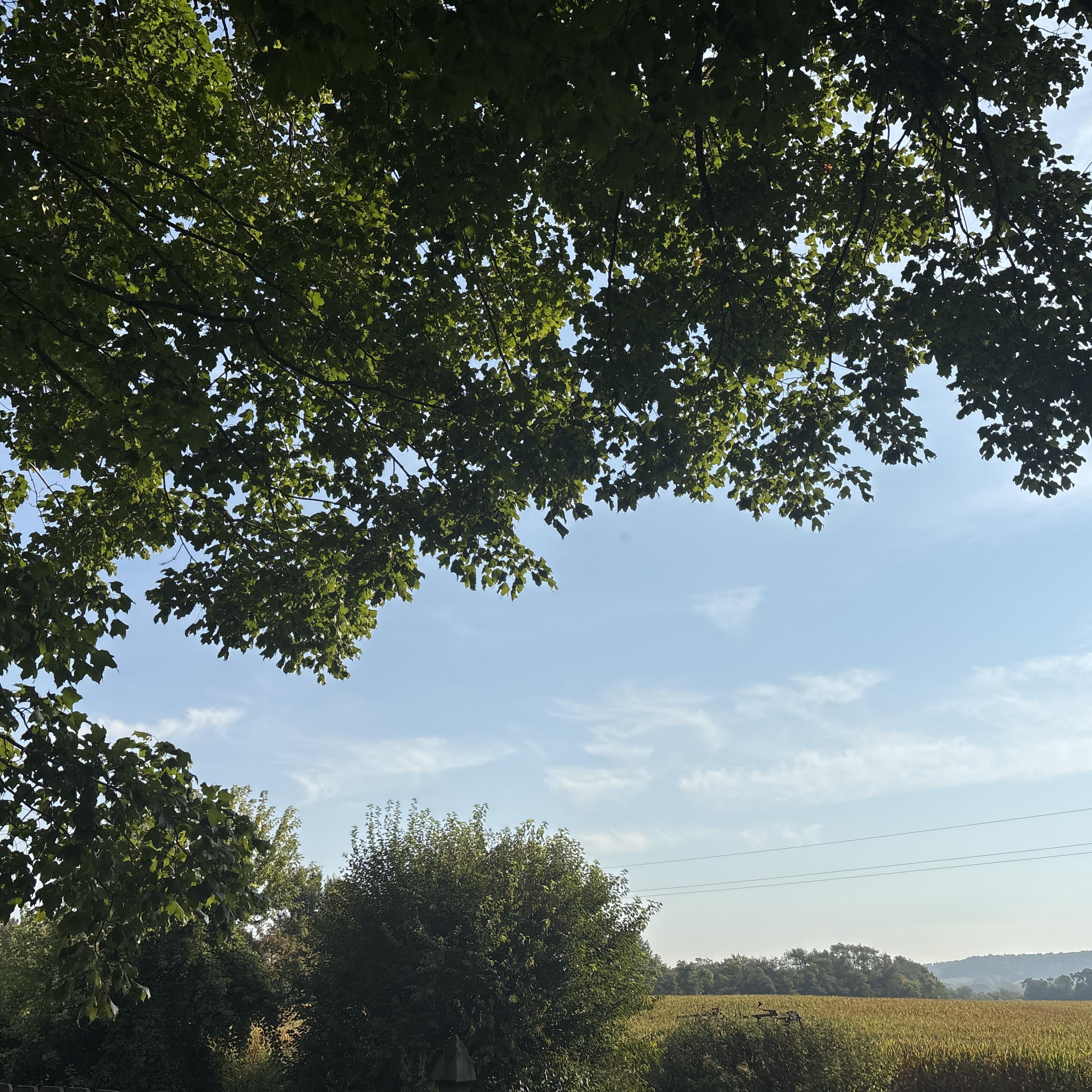 What the dawn brings - Single