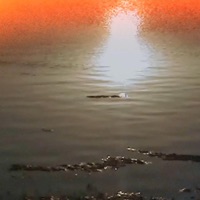 SAM - Single - BOZHYDAR