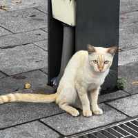 ซูลูปาก้า ตาปาเฮ้ (sped up) - Single - THEMOONWILLALWAYSBEWITHME