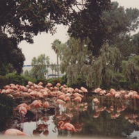 Spaceland - Single - Violla & Viola Violi