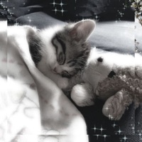 Tngo Sueño - Single - Umi Not Human