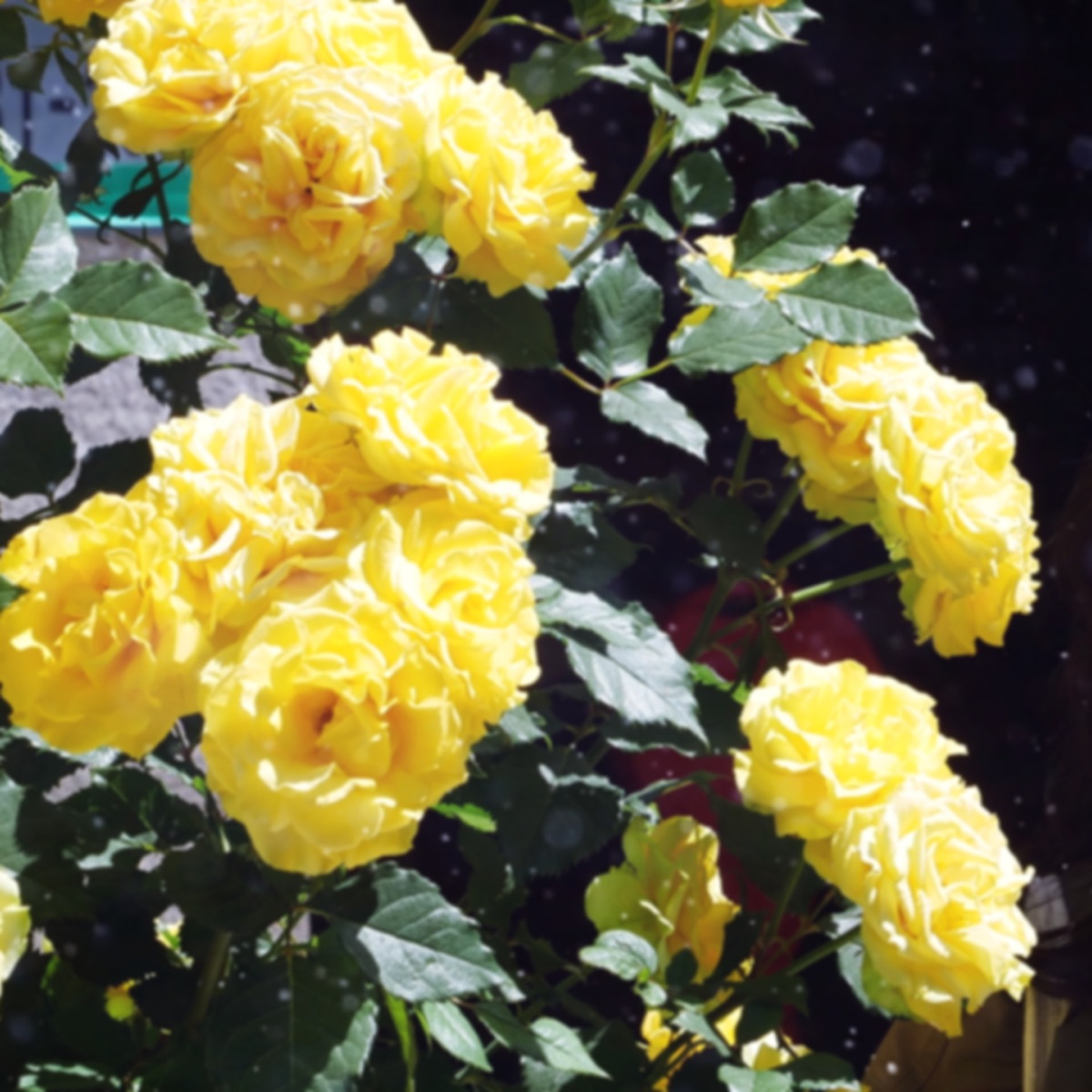 Gold Rose - Single