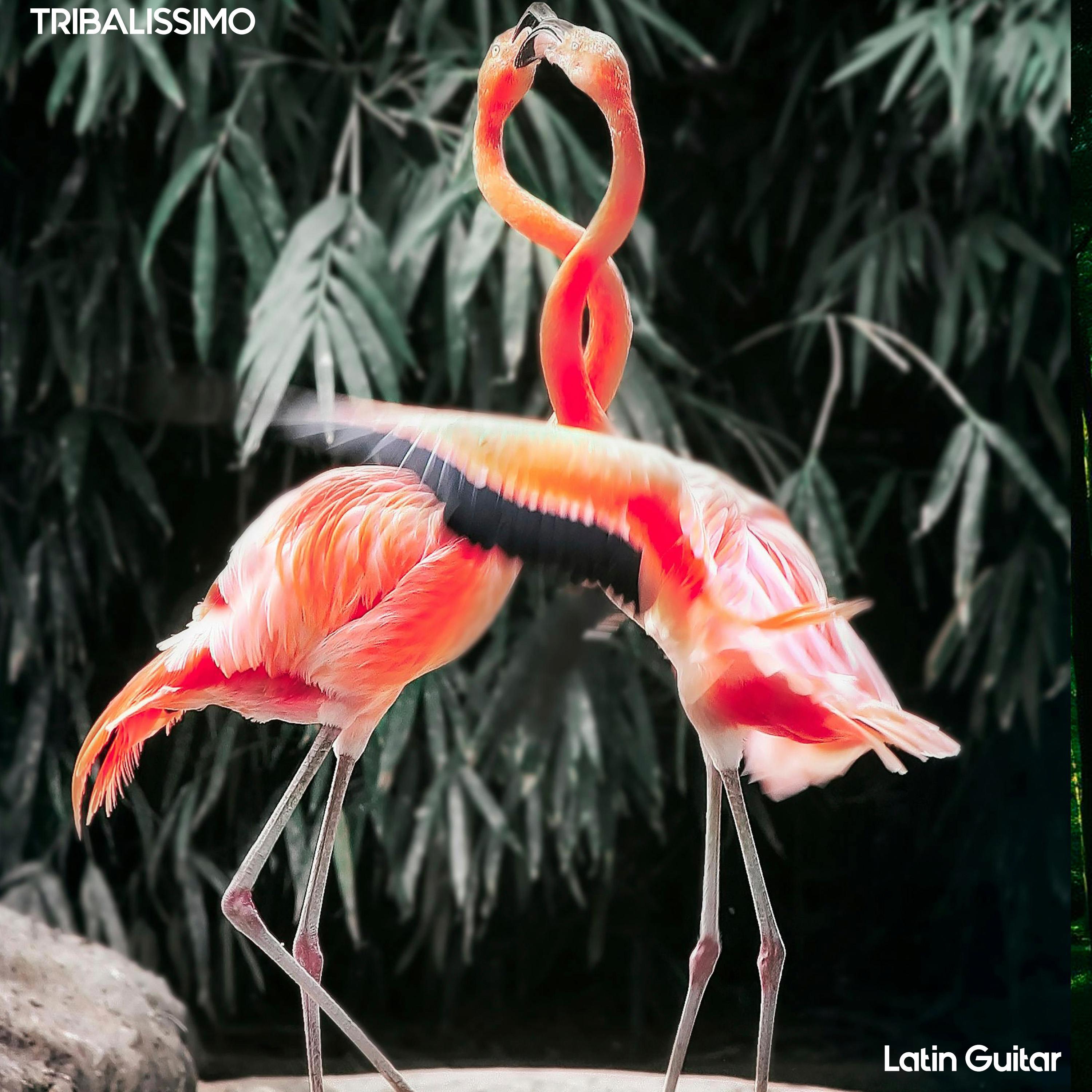 Latin Guitar - Single