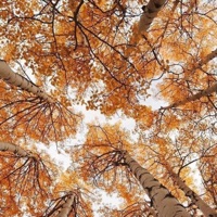 Change (Fall) - EP - Nellie Mar