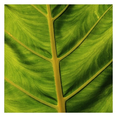 432 Hz (play this for your plants) [REMIX] - Single