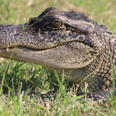 The Way She Struts - Single