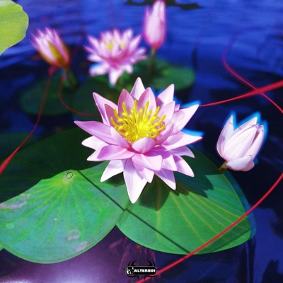 中式美学 - Single
