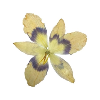 That One Died / Froze Up - Single