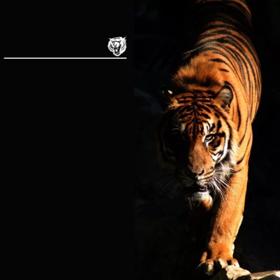 Tiger - Single
