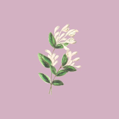 Wildflower