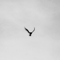 Fenice - Single - Dalto