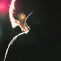 ธาตุแท้ - Single - 34XP