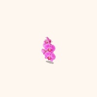 Orchid - Single - TossedOnion