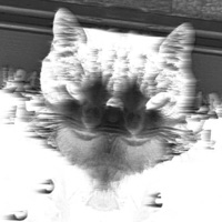 Pulling a Fast One (feat. Tismo) - Single - Raizomin