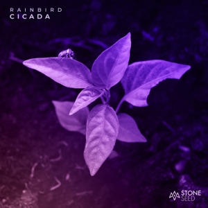 Cicada - Single