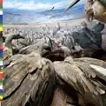 Bonkoko Bagana