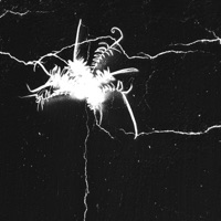 corrupt - Single - chalyre, junkai & 静的 Static