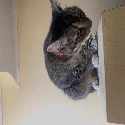 Felina (feat. Jeey Milán, El diente & Dj Troco) - Single