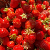 Sweet berries