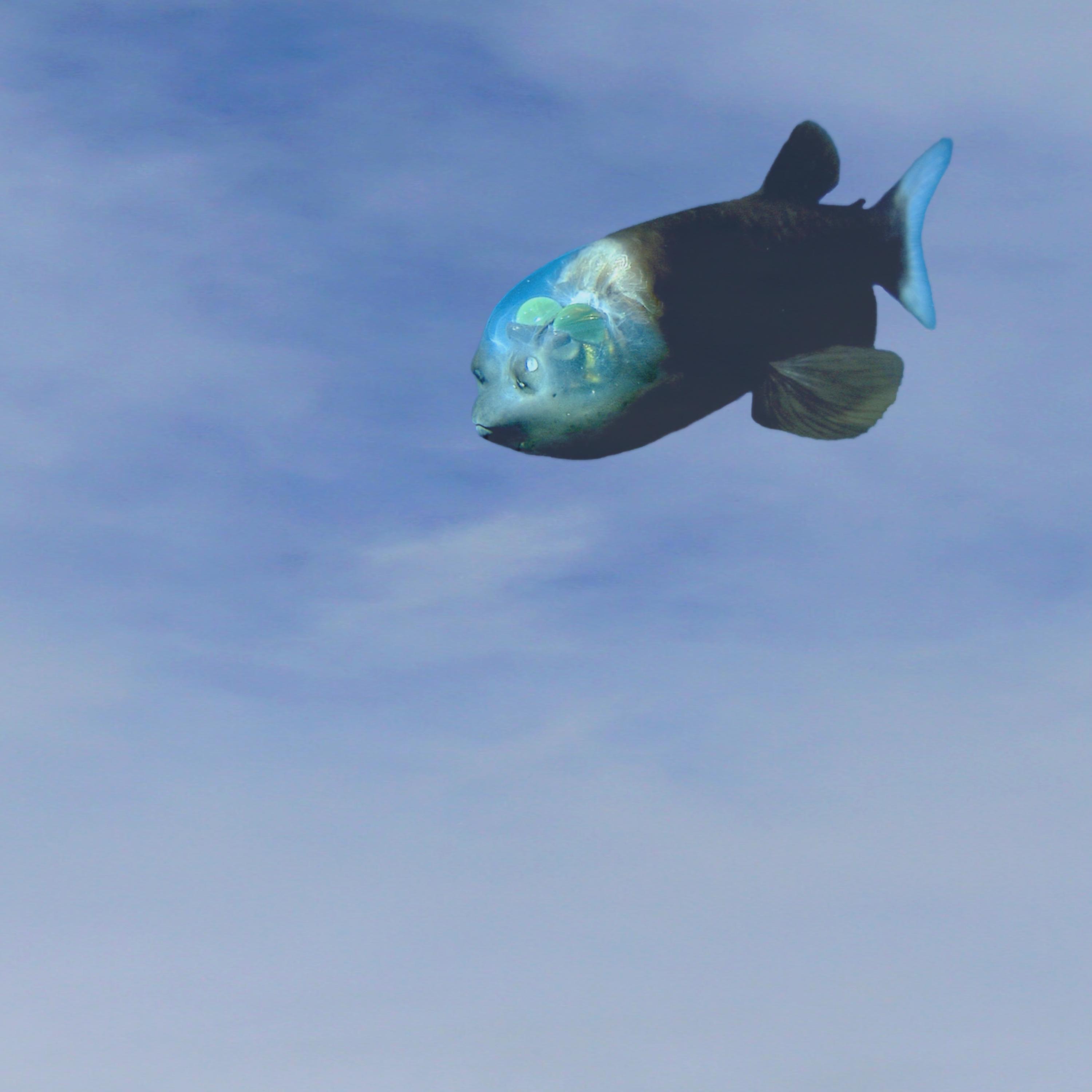 Sloe Paul - Good Swim