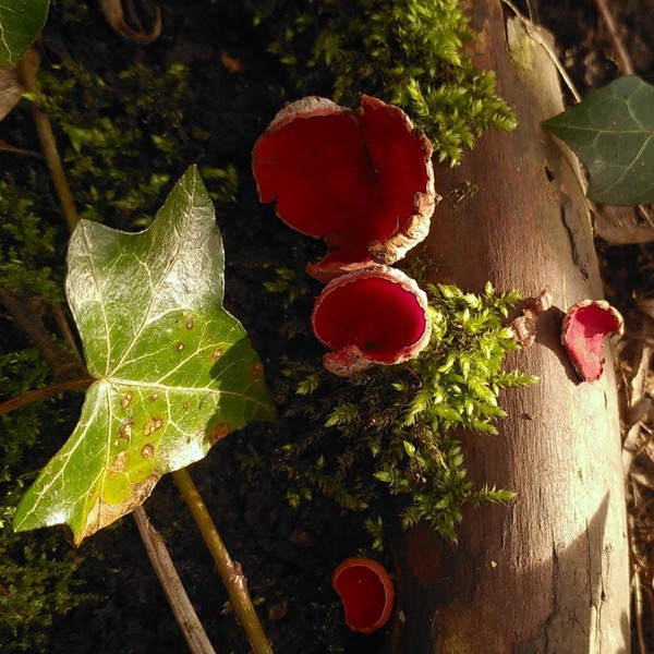 Elf Cups