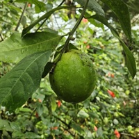 Oasis - Single - Thékho