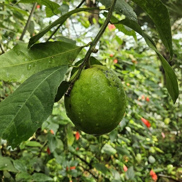 Oasis