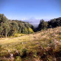 Forever Friends - Single - Tom Day