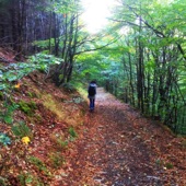 Walking Through Dry Forest Leaves artwork