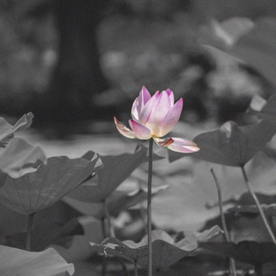 Soul Of Lotus