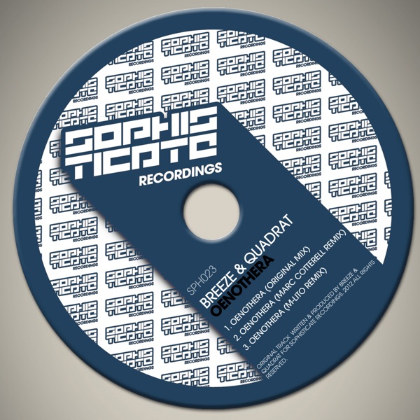 Oenothera - Single