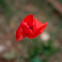 Poet's Heart (feat. Kira Lise) - Single - Dovydas