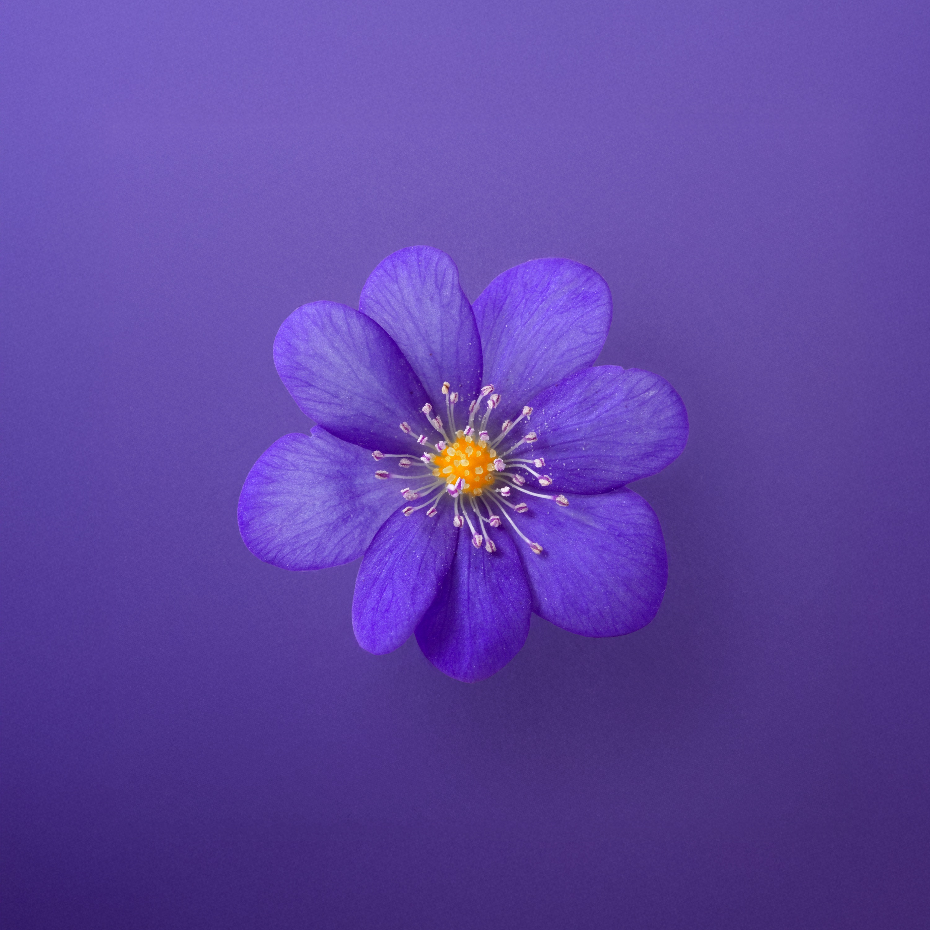 Violet - Single