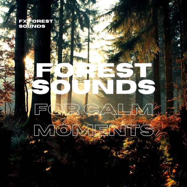 Forest Sounds for Calm Moments