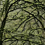 Green Thumb - Leaves