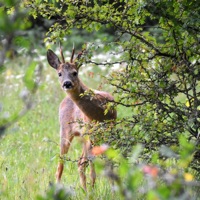 Which Way to Turn (feat. Us) - Single - The Madd Professor