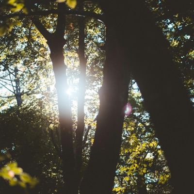 Lost From Sight and Memory