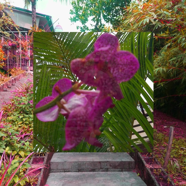 A stroll through a beautiful garden - EP