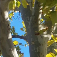 trees - Single - Jato Fett